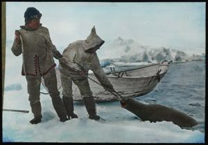 Image of Broomfield and Napatchee Hauling in Bearded Seal